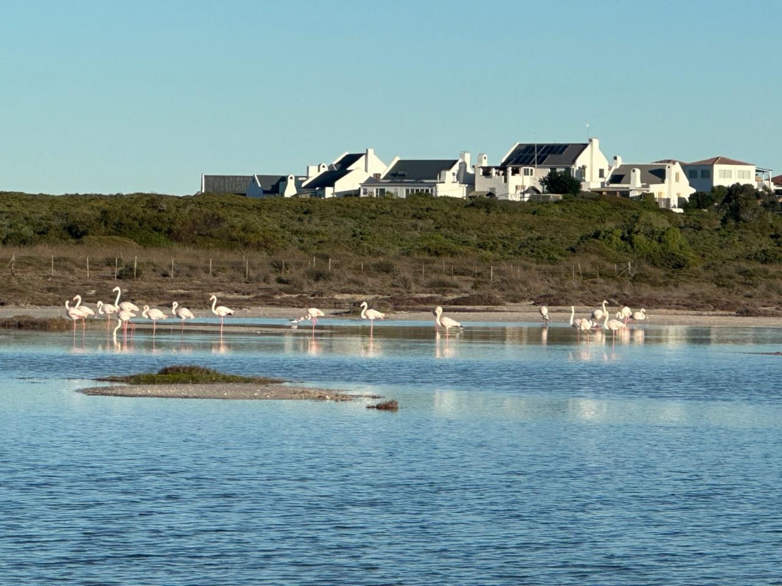 Flamingos in a West Coast lagoon